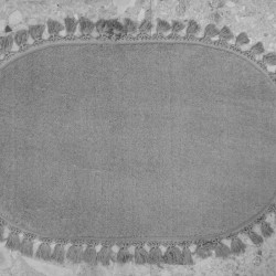 Коврик Arya Home &quot;Carolina&quot;, для дома, 60x100, полиэстер (8680943226877)