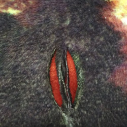 Плед Tango (Танго), 150x200, микрофибра (3002-02-BR)